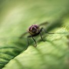 The fly